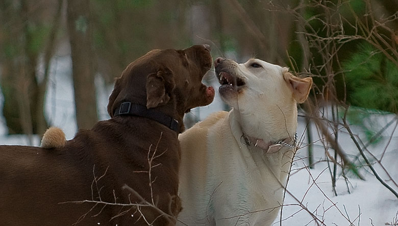 dogs